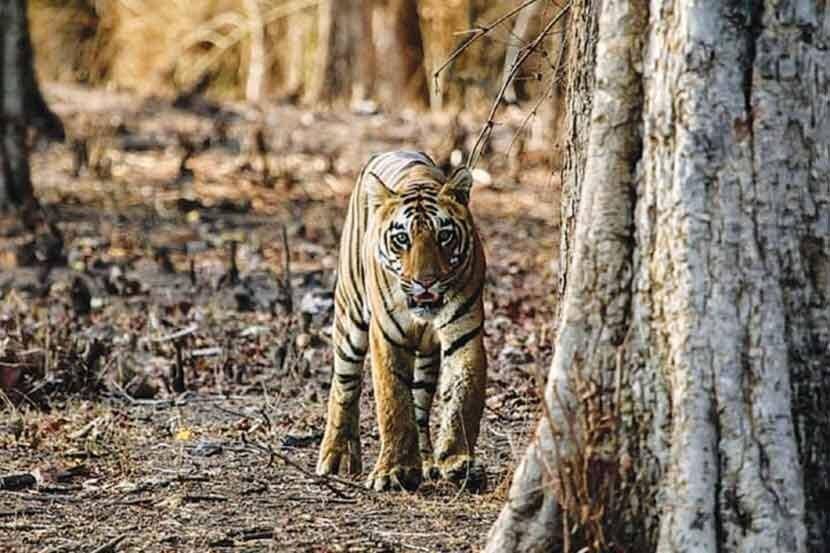 शिकाऱ्याच्या फासात अडकलेल्या वाघाला सोडवण्यात वनविभाग अपयशी