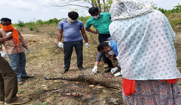 गोंदिया वनक्षेत्रात मृतावस्थेत बिबट आढळला