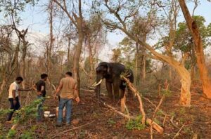 वनाधिकाऱ्याला ठार मारणारा ताडोबातील हत्ती अखेर जेरबंद