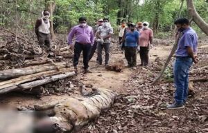 राजुरा वनपरिक्षेत्रात वाघ मृतावस्थेत सापडला