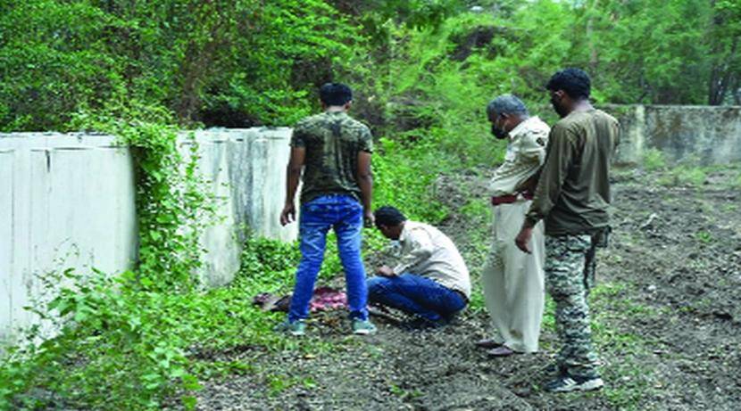 बिबट्याची वनविभागाला पुन्हा हुलकावणी