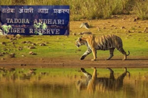 वाघाच्या हल्ल्यात पशुवैद्यकीय अधिकारी जखमी