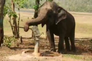 गडचिरोली जिल्ह्यातील हत्तीण सोंडेने हापशीतुन पाणी काढते