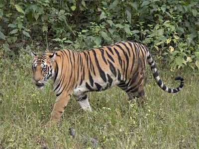 विदर्भाच्या वाघाची तीन हजार किमीची भ्रमंती