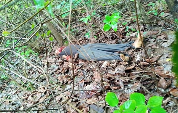 वाघाच्या हल्ल्यात वृद्ध इसमाचा  मृत्यू