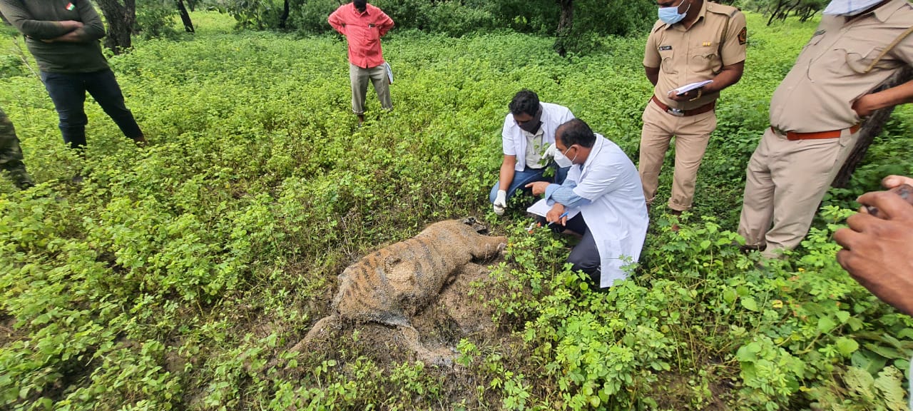 बुटीबोरी वनपरिक्षेत्रात वाघाच्या बछड्याचा मृत्यू