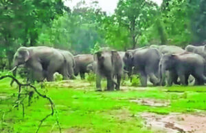 गडचिरोलीत हत्तीच्या हल्ल्यात शेतकरी गंभीर