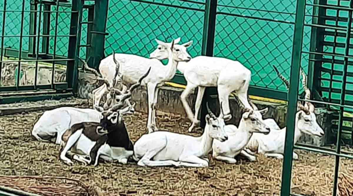 गोरेवाडा आंतरराष्ट्रीय प्राणिसंग्रहालयात नव्या पाहुण्यांचे आगमन