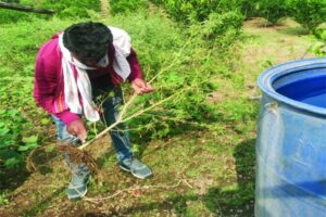 शेतात गांजाची लागवड करणारा पोलिसांच्या ताब्यात