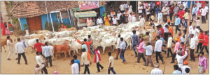 भंडाऱ्यात पार पडली गोधनपूजा, गुराख्याच्या अंगावरून चालला १५० गायीचा कळप