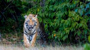 वाघाच्या हल्ल्यात शेतमजूर ठार