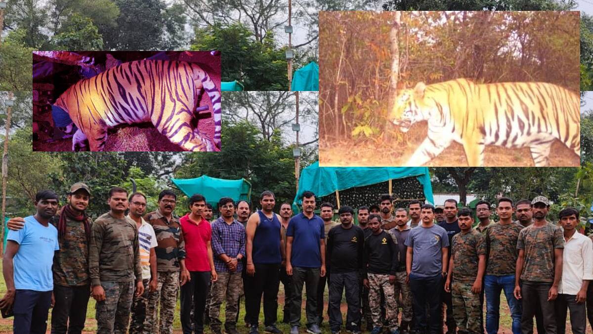 १३ पेक्षा अधिक बळी घेणाऱ्या वाघाला जेरबंद करण्यात वनविभागाला यश