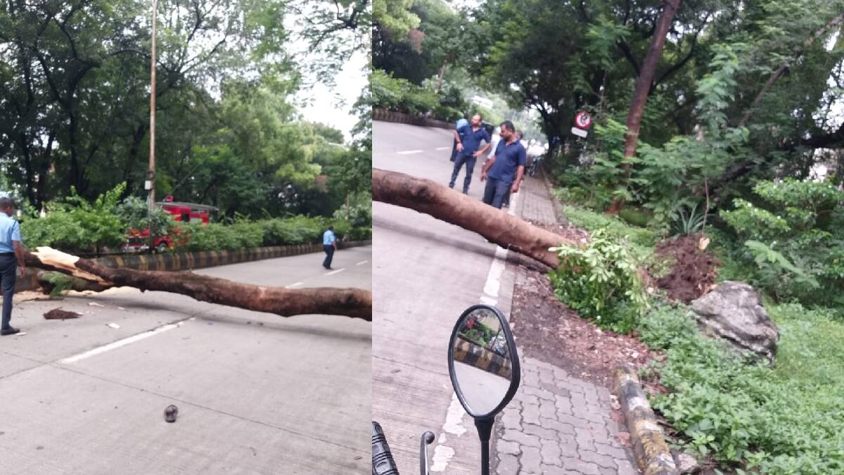 चालत्या दुचाकीवर झाड कोसळल्याने दुचाकीस्वाराचा मृत्यू