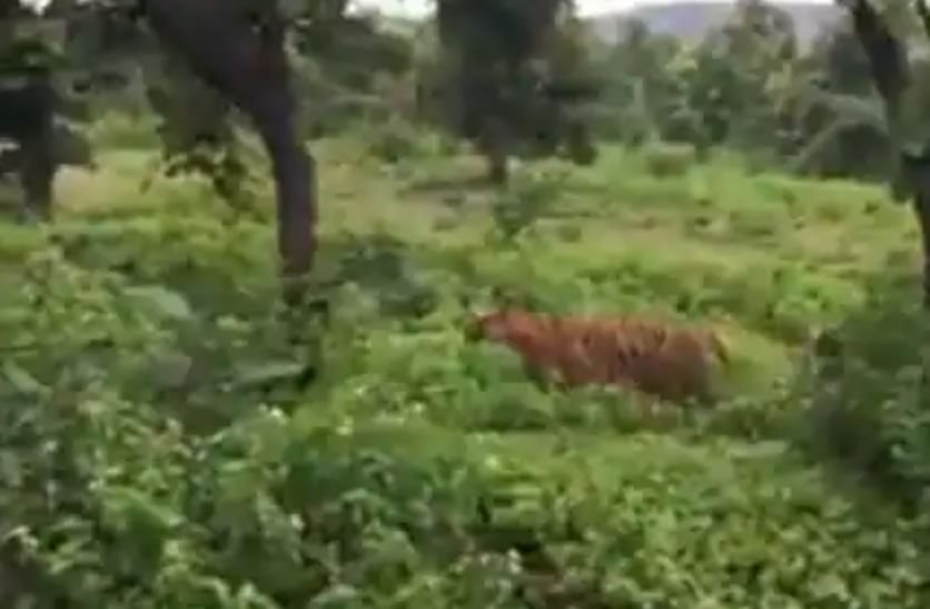 वाघाच्या भीतीने शाळा स्थलांतरित करण्याची शिक्षकांची मागणी