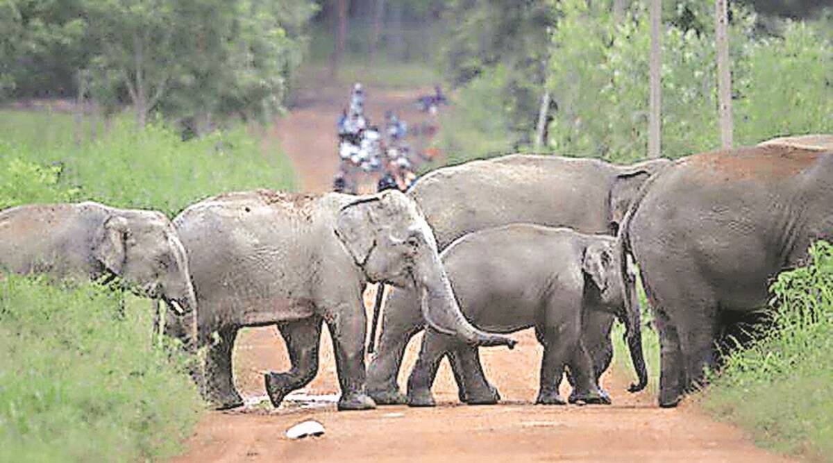 गडचिरोलीत रानटी हत्तींचा धुडगूस, वृध्द व्यक्तीला पायाखाली तुडवून केले ठार