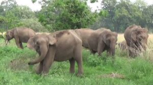 रानटी हत्तींचा कळप परतीच्या मार्गावर