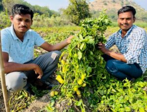 पुण्यात झाडाच्या फांदीला लागले बटाटे!