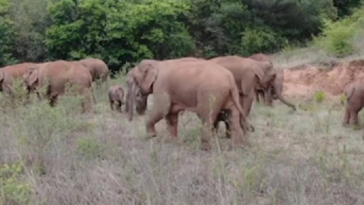 रानटी हत्तीच्या जवळ जाऊन व्हिडीओ बनवणे आले तरुणांच्या अंगलट