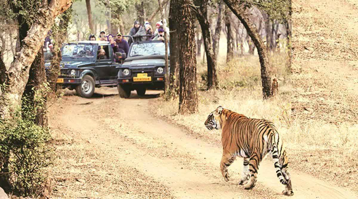 व्याघ्रप्रकल्पात सफारीसाठी वापरण्यात येणाऱ्या वाहनांमुळे पर्यटकांचा जीव धोक्यात