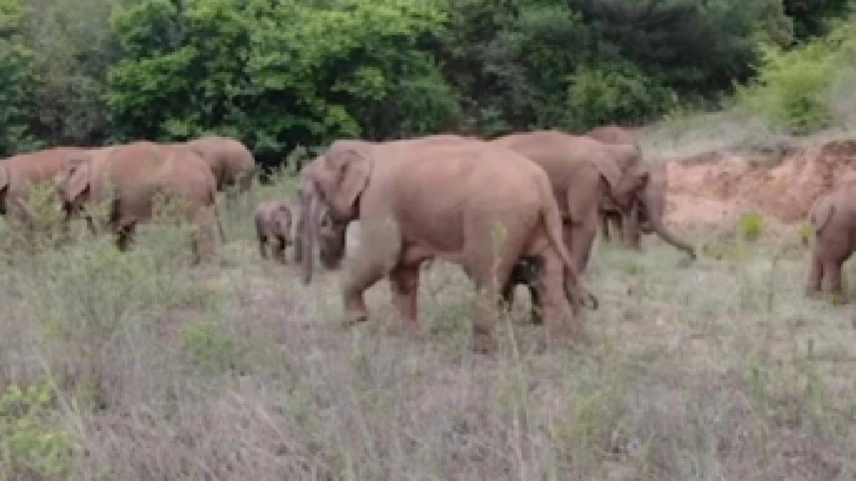 भंडाऱ्यात गेलेला हत्तीचा कळप पुन्हा गोंदियात परतला