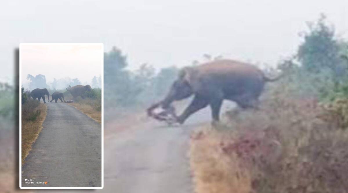 हत्तीने फुटबॉल सारखी उडवली दुचाकी